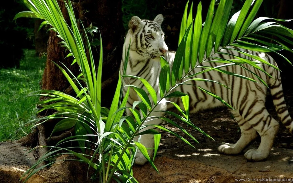 White Tiger Windows 8 Wallpapers