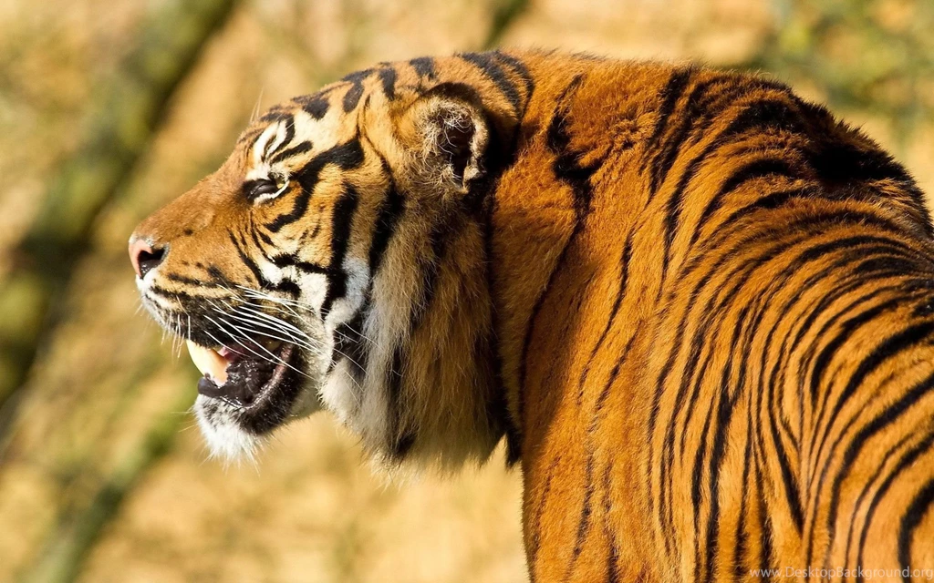 Big Elder Angry Tiger In Jungle HD Wallpapers Desktop Backgrounds ...