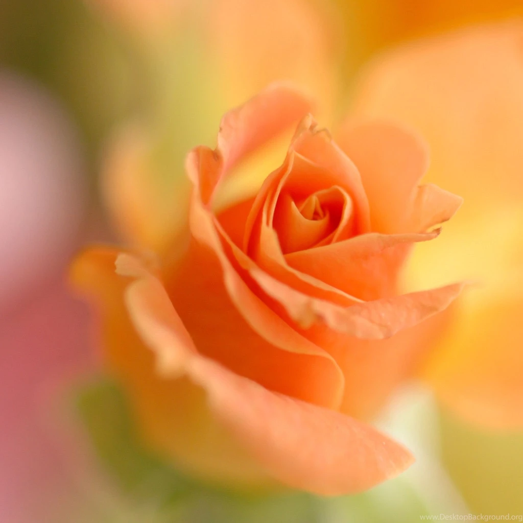 Holiday & Event iPad Wallpapers