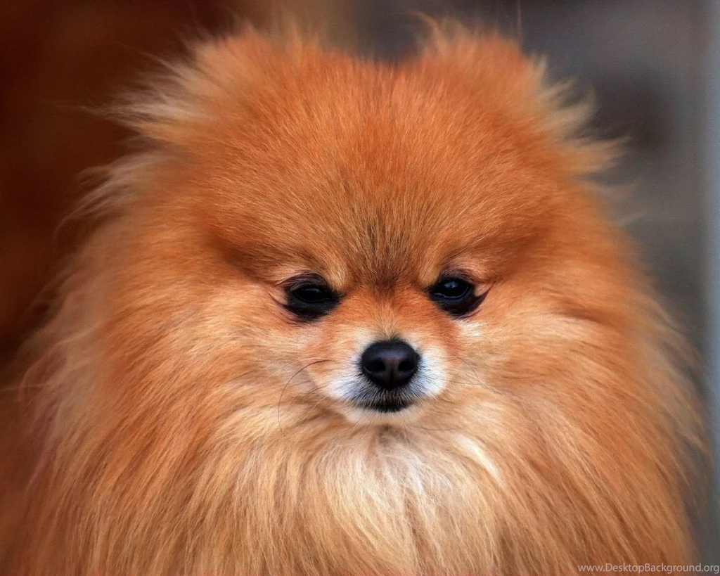Pocket Dog Images Wallpapers HD Wide