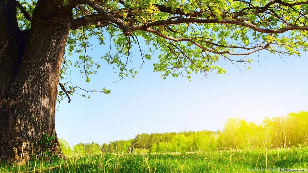 Best Nature HD Wallpapers