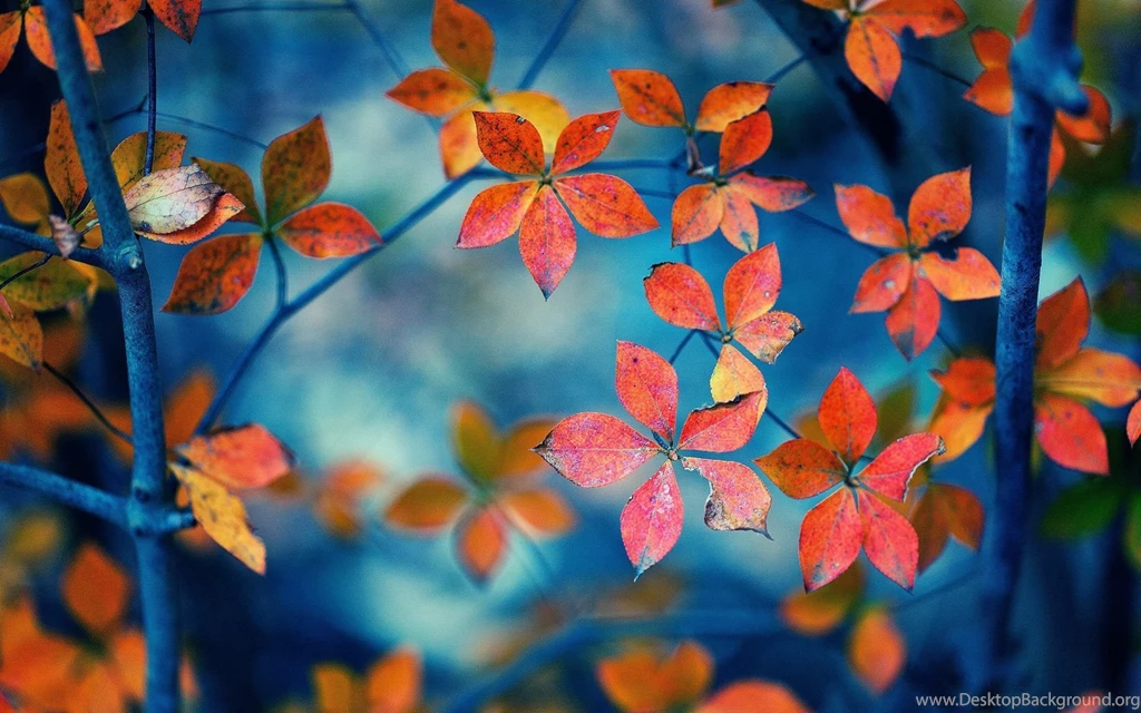 Fall Leaves Of Autumn Season Wallpapers Download Hd Desktop Background