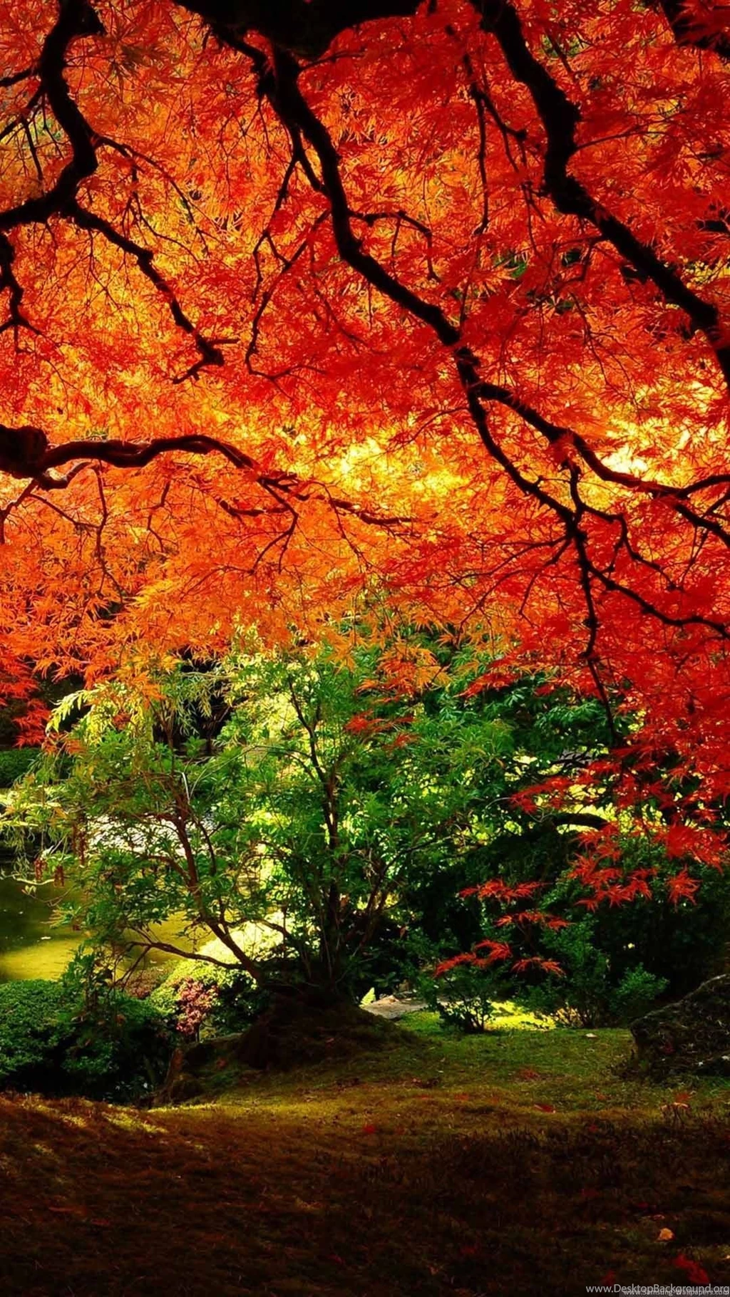 iPhone 6 Plus Wallpapers Nature 12