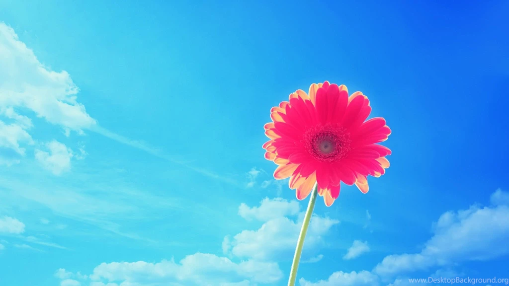 Bright Flowers HD Wallpapers