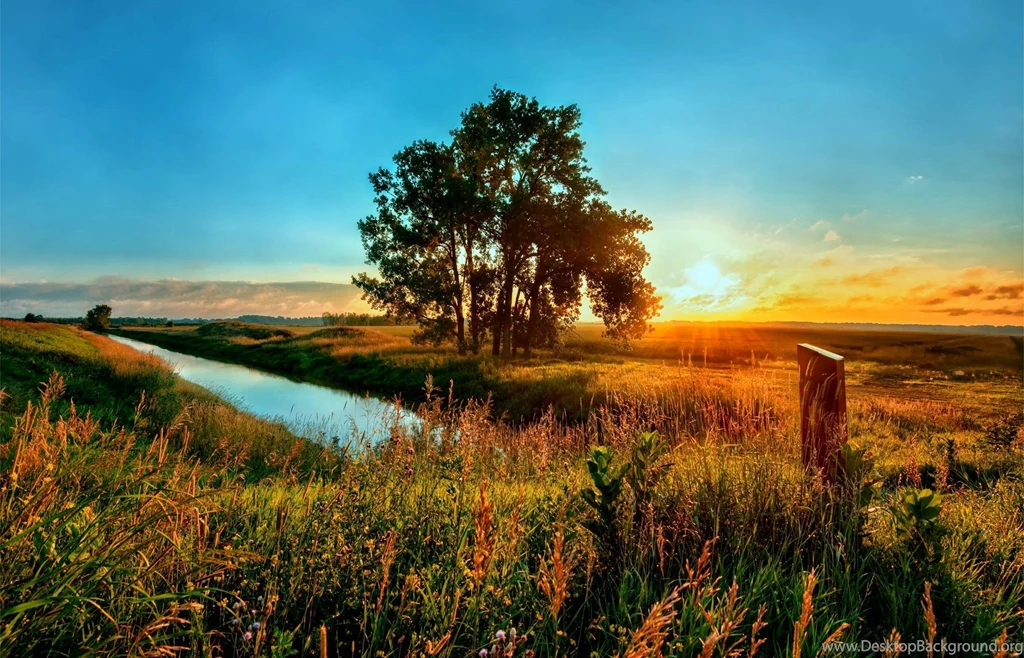 Landscape, Natural Images, Flowers, Cute Desktop Images, Field ...