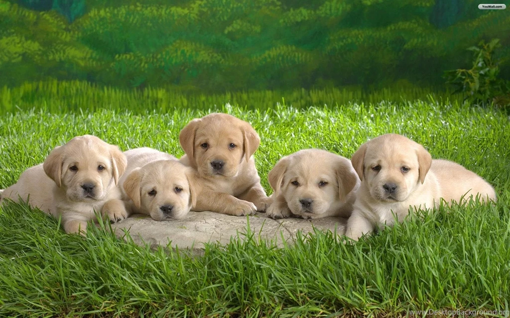 YouWall Cute Puppies Wallpapers Wallpaper,wallpapers,free ...