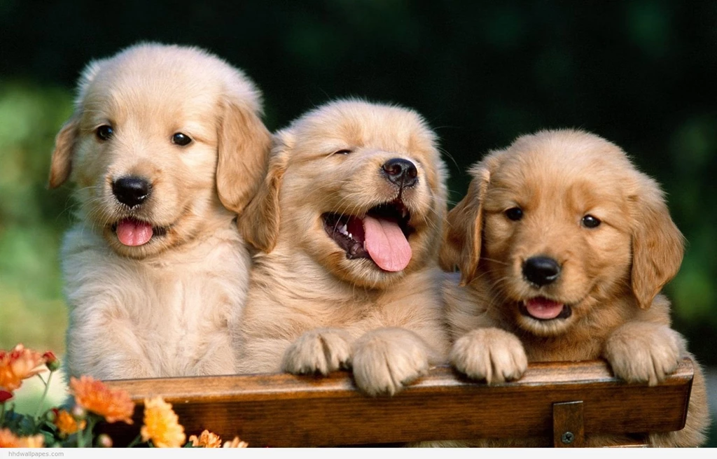 Cute Puppy Dog Animal Desktop Wallpapers Download Cute Puppy Dog ...