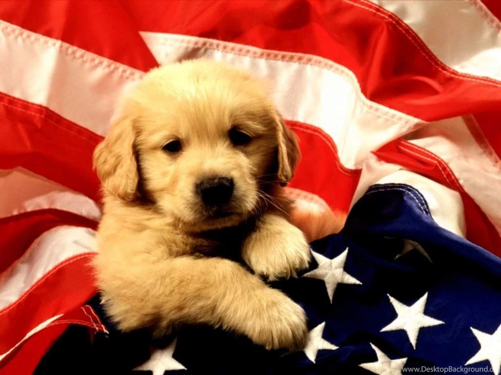 Puppy Backgrounds For Computer