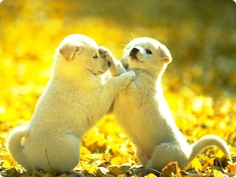 Cute Puppy Desktop Backgrounds More Information
