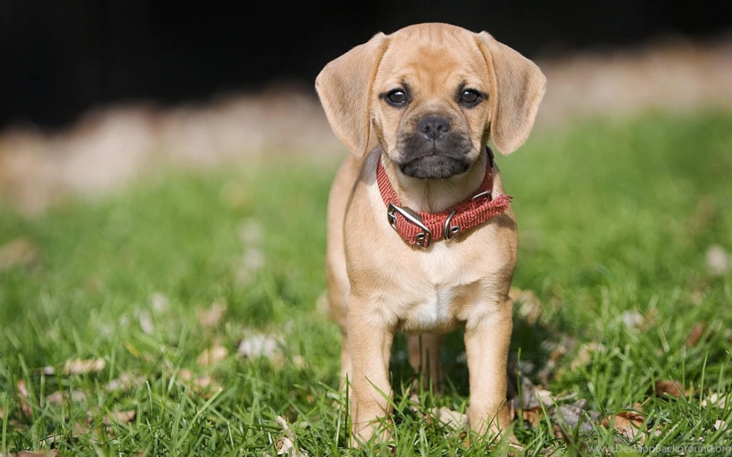 Top Puppy Desktop Images For Pinterest