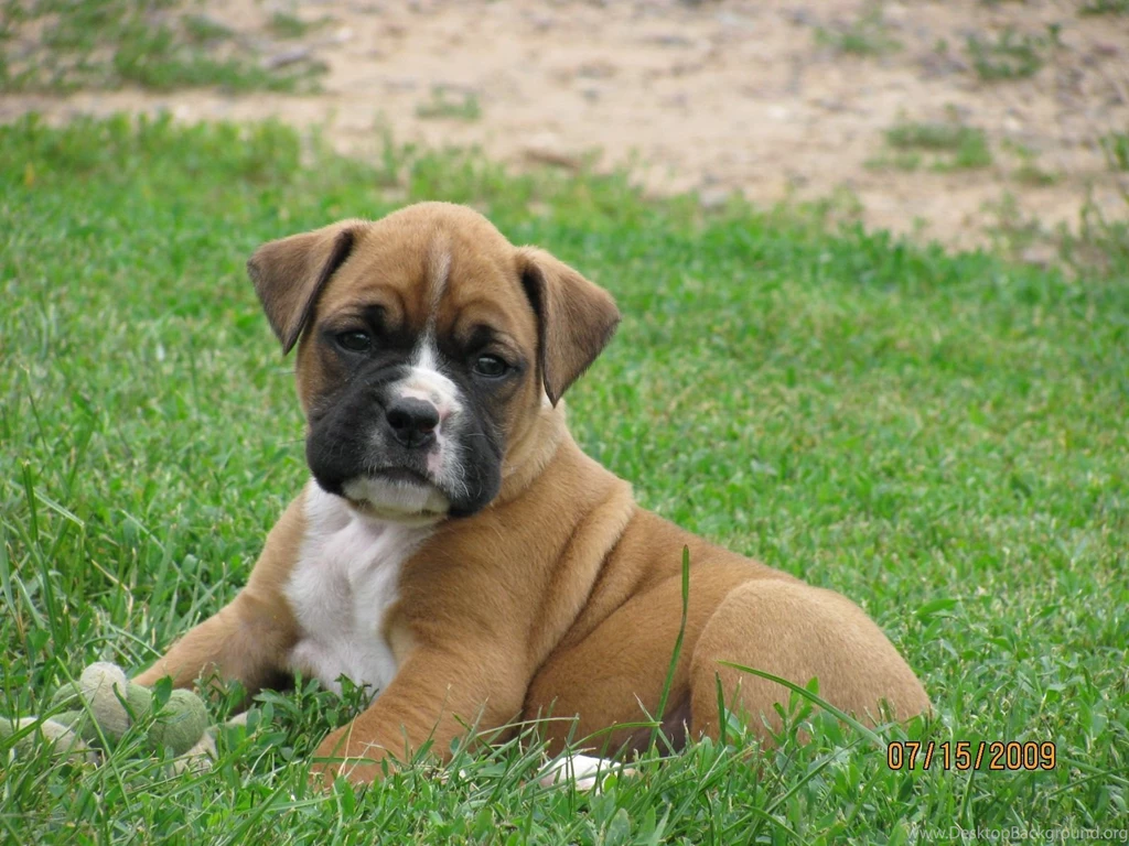 Dogs: Boxer Taking Break Puppy Cute Puppies Sa Desktop Backgrounds ...