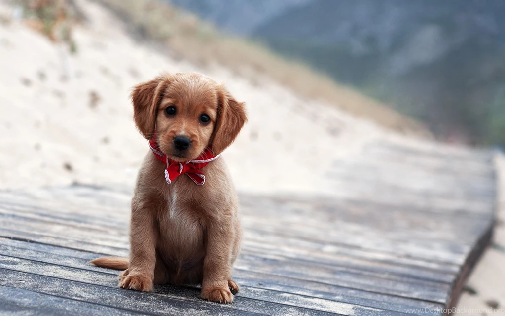 Cute Puppies In A Straw Basket Wallpapers 23881