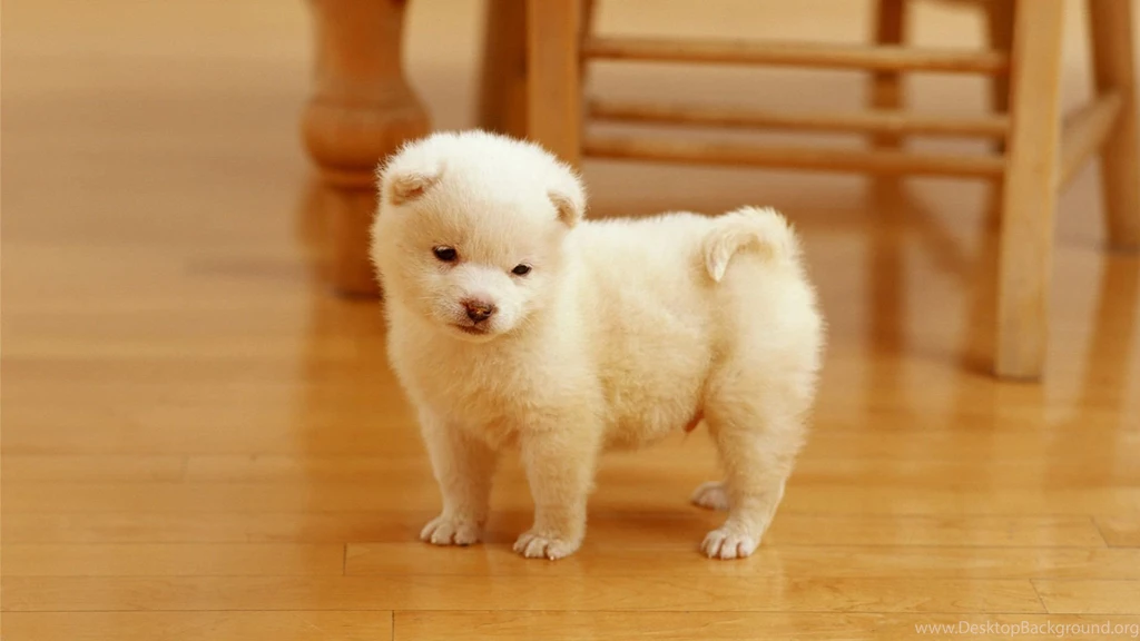 Cute Dog Wallpapers