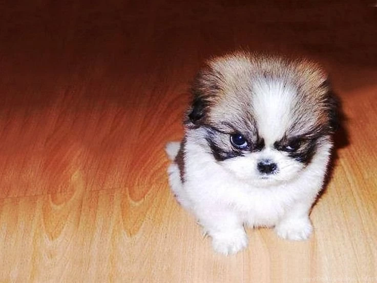 EVIL!!! On Pinterest