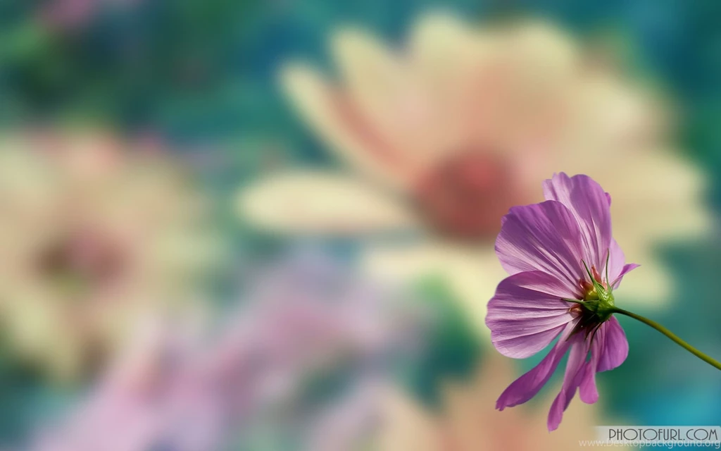 Animated Water Flower Screen Computer Laptops Backgrounds Beautiful ...