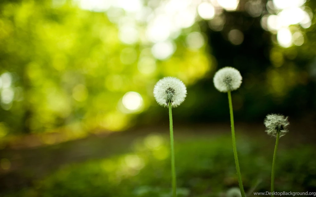 100_HD_Nature_Wallpapers_HQPixsBlog 21.jpg_HQ_Pixs_Blog_30.jpg