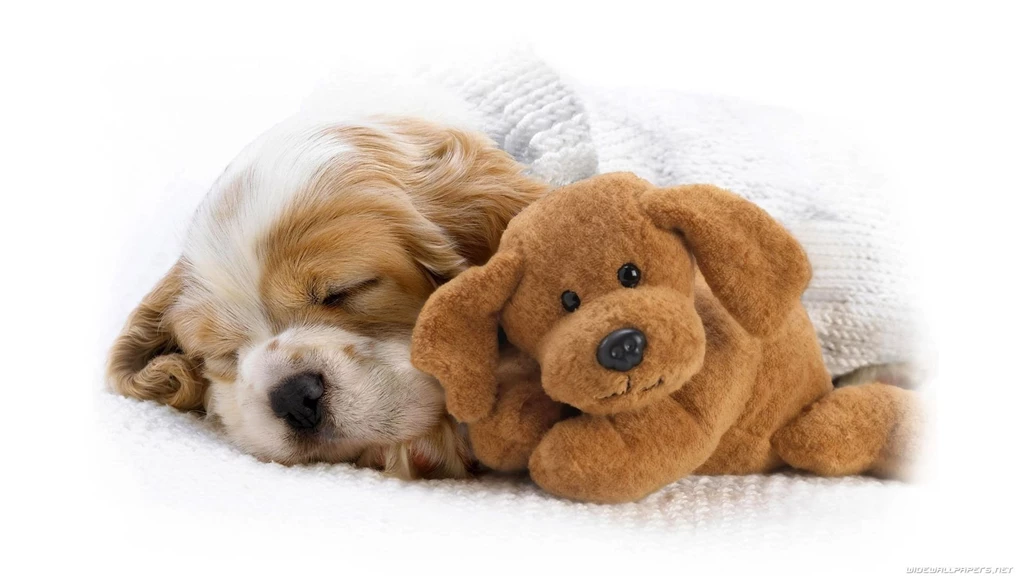 Dogs Animal Cute Wallpapers Pics