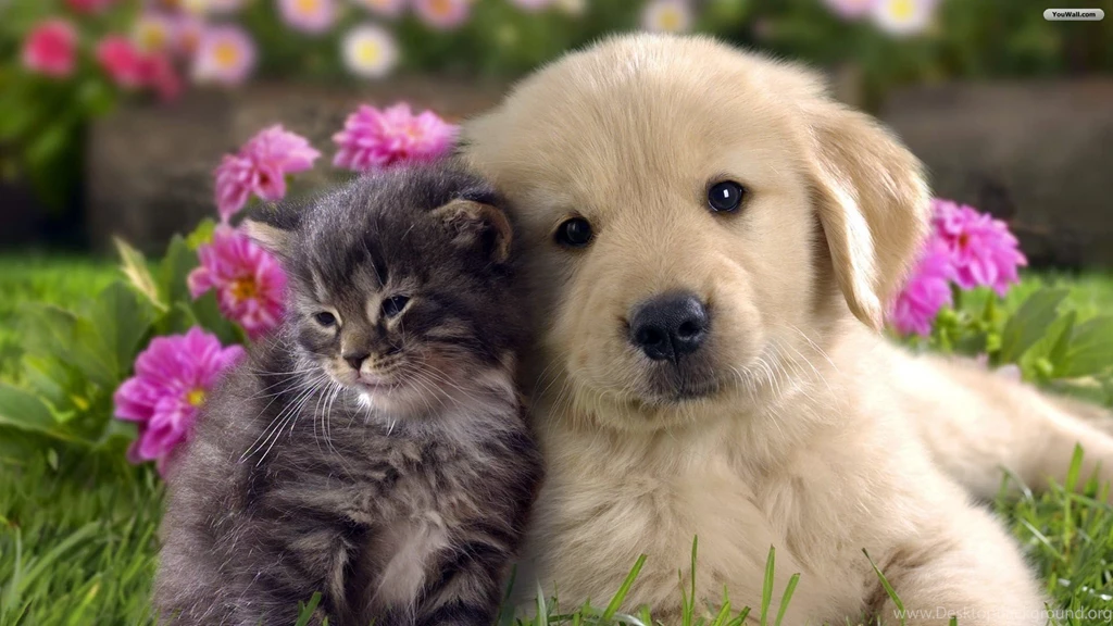 Dogs