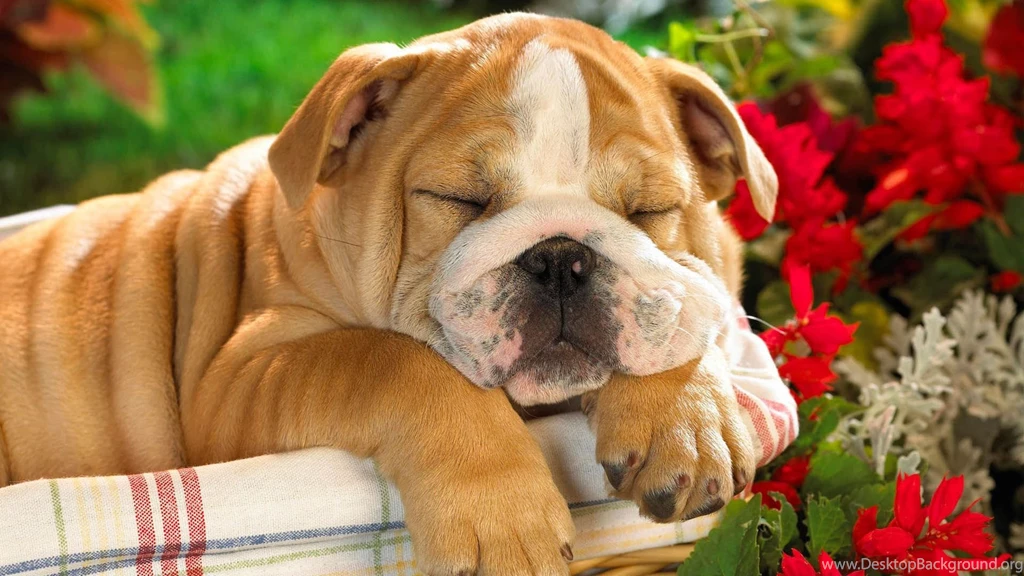 List Of Small Dogs With Images Wallpapers