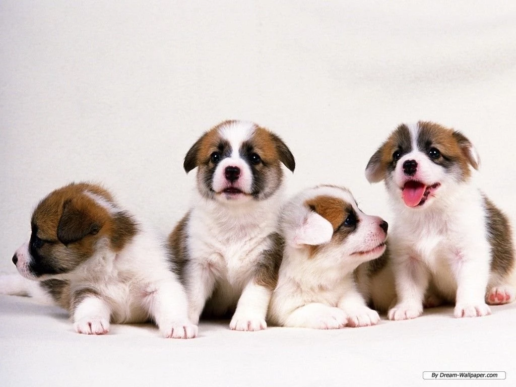 Puppy Wallpapers   Dogs Wallpapers (7013435)   Fanpop