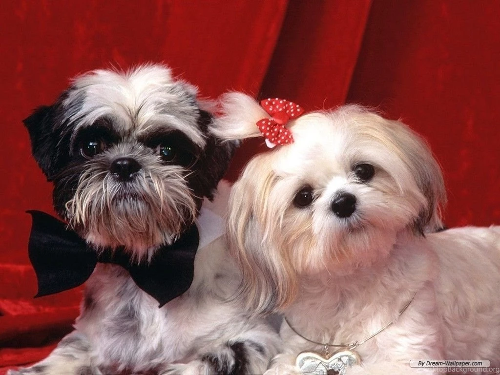 Animal Wallpapers Dog Wallpapers Mobile Wallpapers PC Wallpapers ...