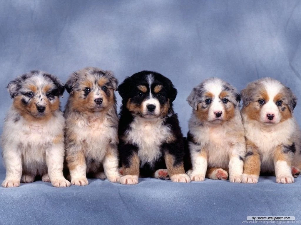 Dogs Wallpapers 37665 Images
