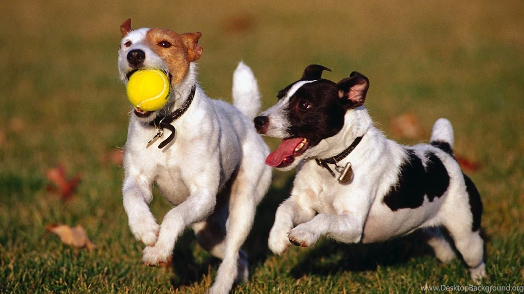 HD Dogs Wallpapers And Photos