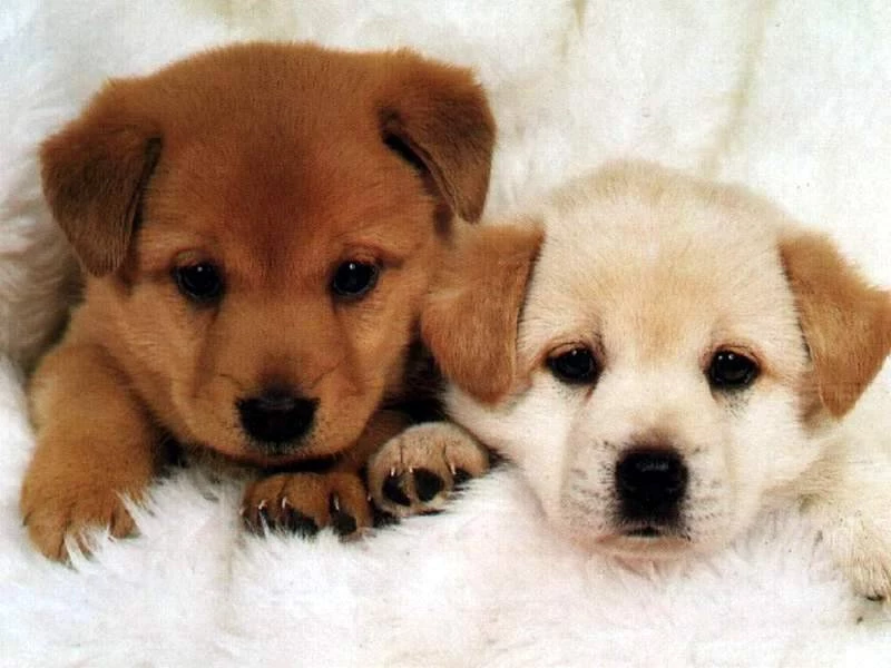 Animals Dogs Wallpapers (