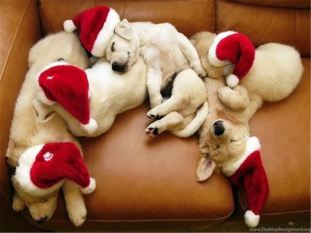 Christmas Wallpapers Of Dogs Hd Wallpapers, Pictures, Pics ...