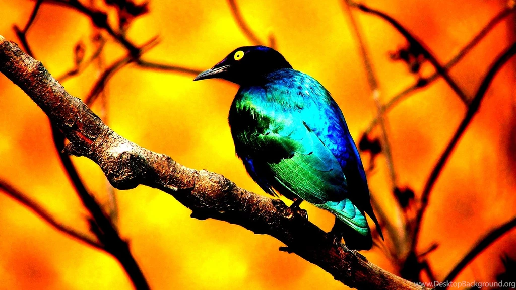 Birds Beautiful Colors Tree Abstract