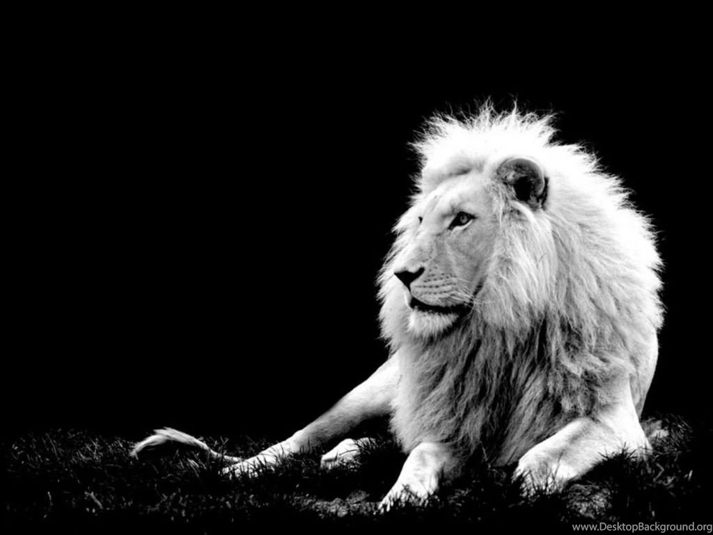 Most Powerful Lions In World