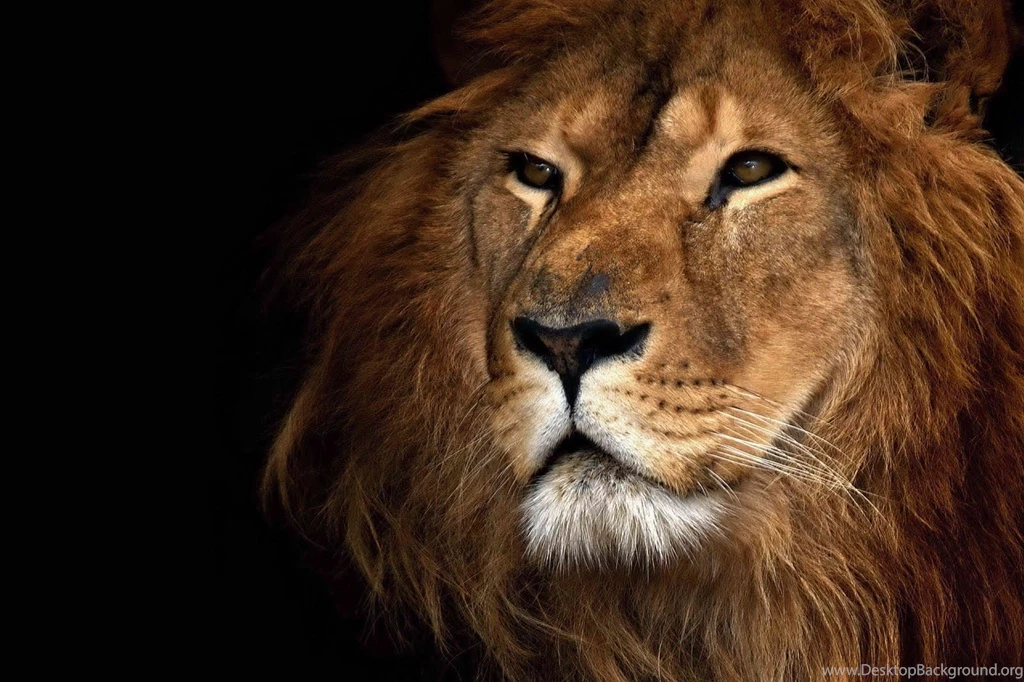 Free Lion Wallpapers