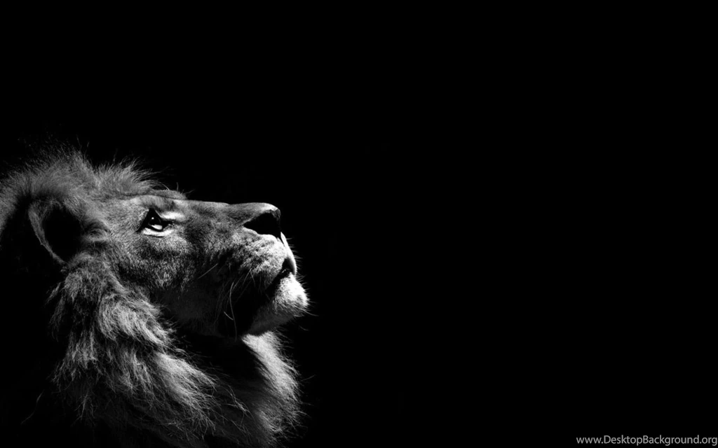 Lion Wallpapers >> Backgrounds With Quality HD