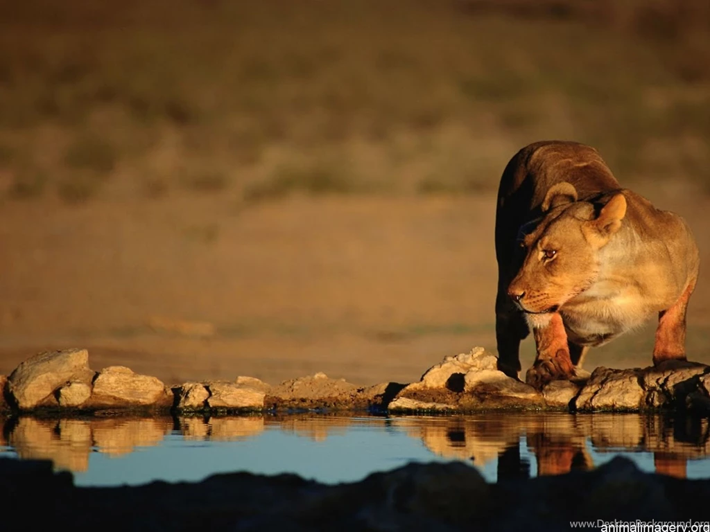 Lion HD Wallpapers African Lions Pictures