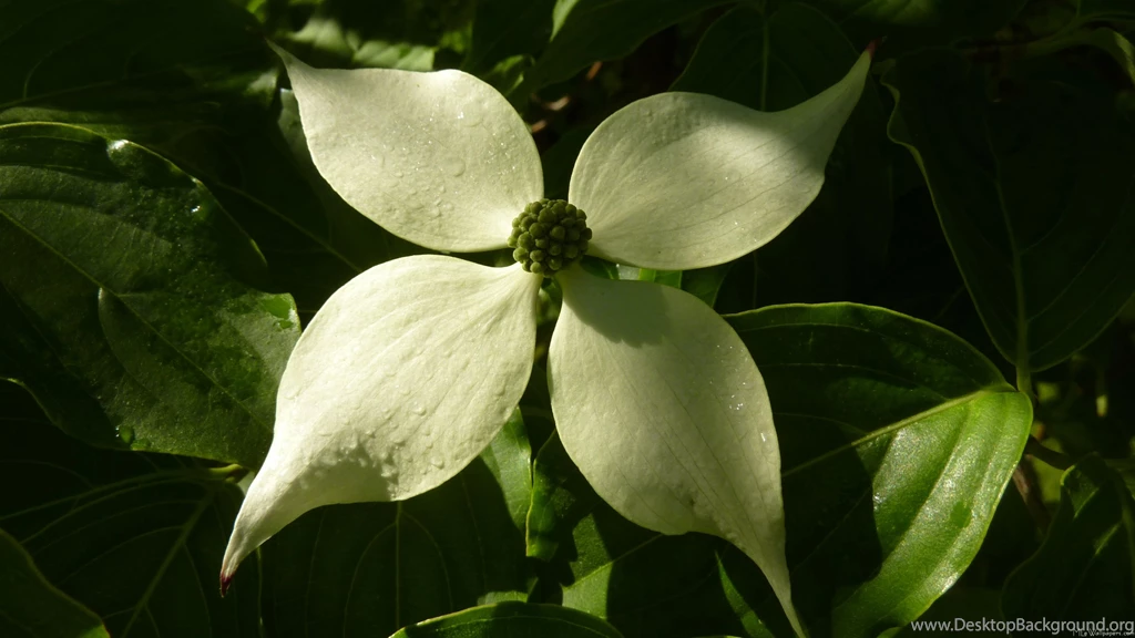 MLeWallpapers.com Sunlit Dogwood Blossom