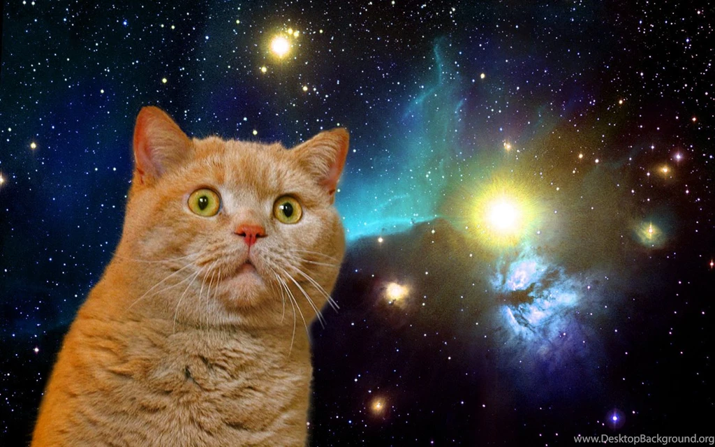 Googled Cats In Space. Was Not Dissapointed. Some Are Perhaps Even ...