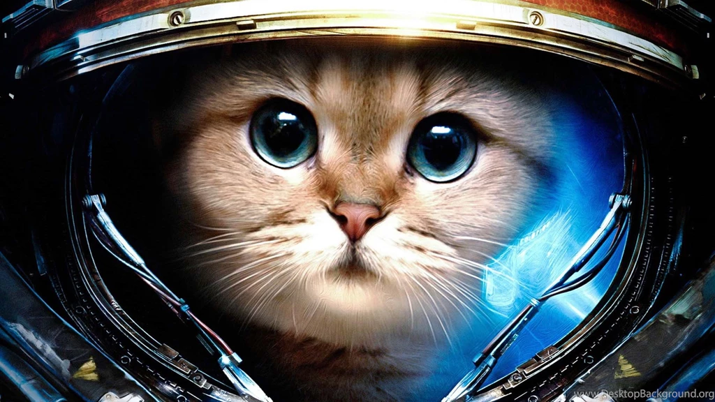 Awesome Cat HD Wallpapers