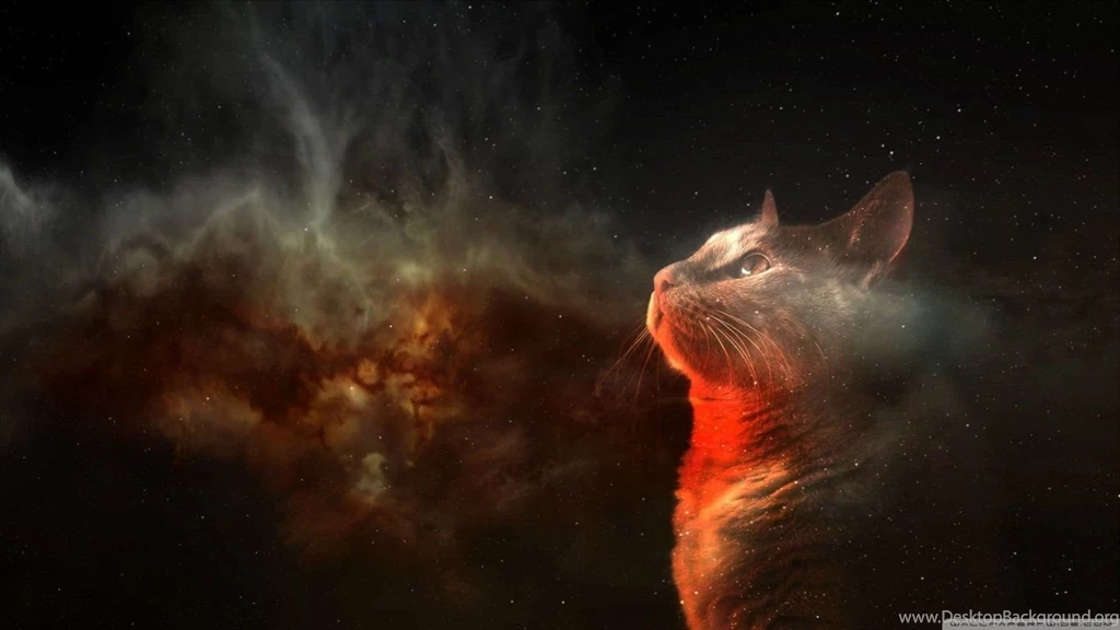 Cats Space HD Desktop Wallpapers : High Definition