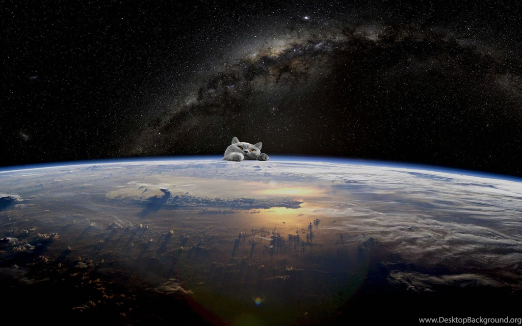 Space Cat Wallpapers...The Invasion Has Begun!! Kneel!!! Album ...