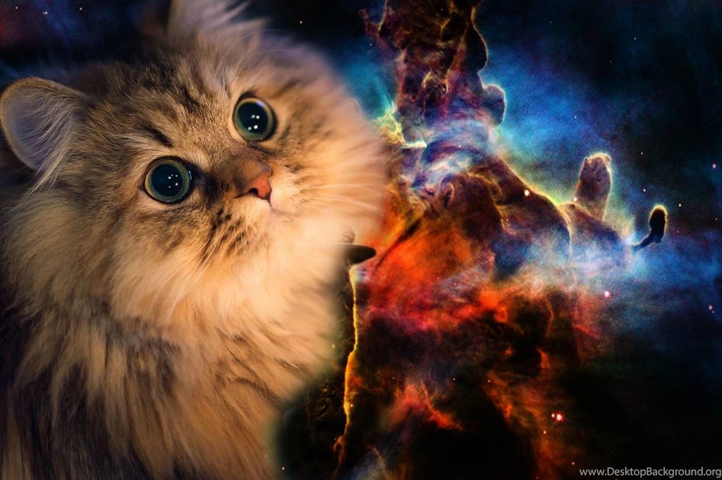 Hook Up Your Desktop With One Of These Awesome Cats In Space ...