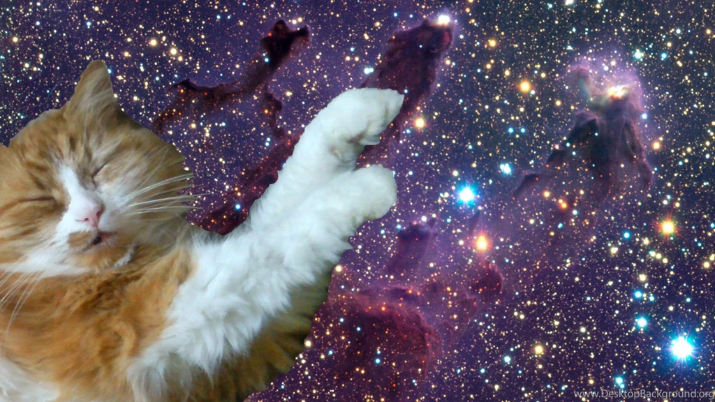 Space Cat Wallpapers 19 Hd Wallpapers XDwallpaper.com