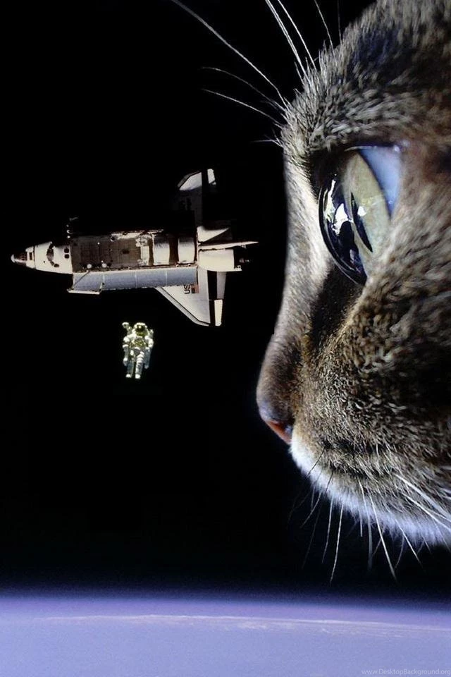 Cat Wallpapers Iphone