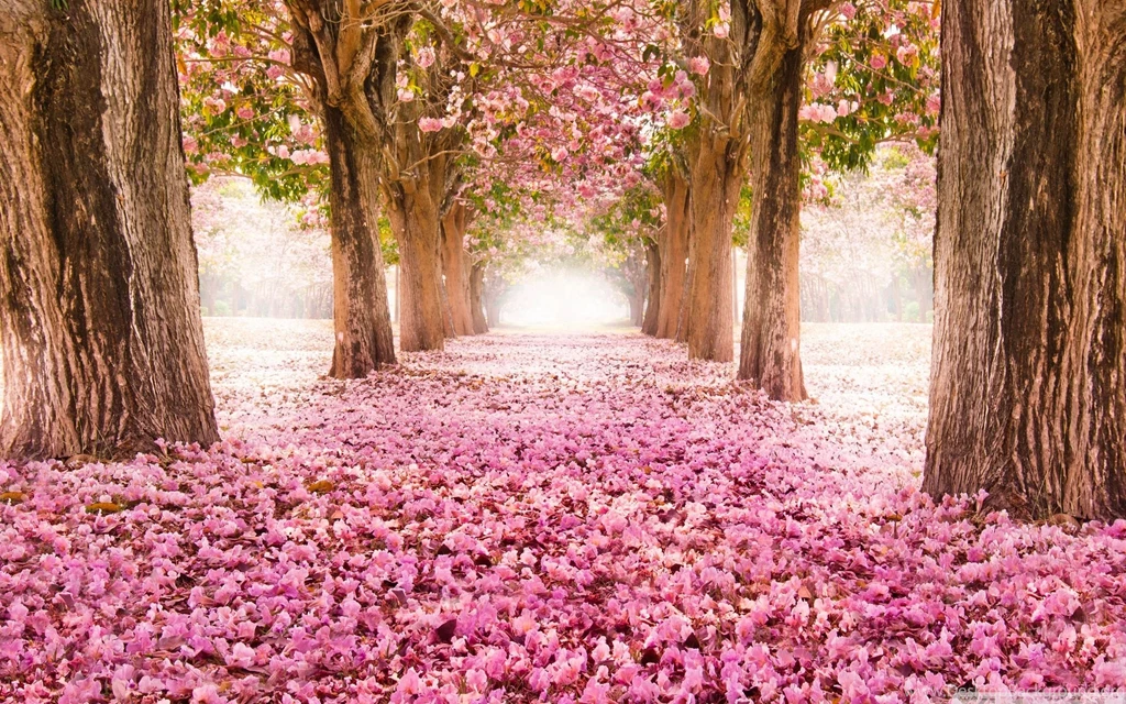 Love Path Wallpapers Full HD [2560x1600]   Free Wallpapers Full Hd ...