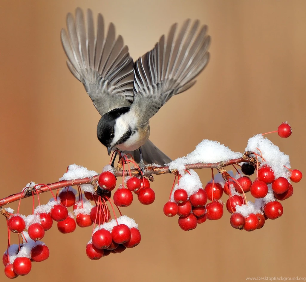 Winter Chickadee Bird HD Desktop Backgrounds Wallpapers 3938 HD ...