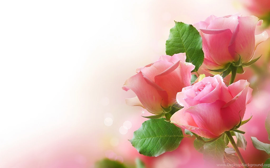 Rose Wallpapers Hd Free To Download
