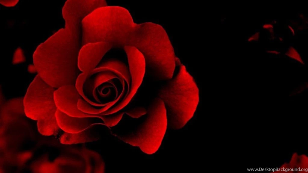 Red Rose Flower Desktop Backgrounds Hd Wallpapers X Best [Your ...