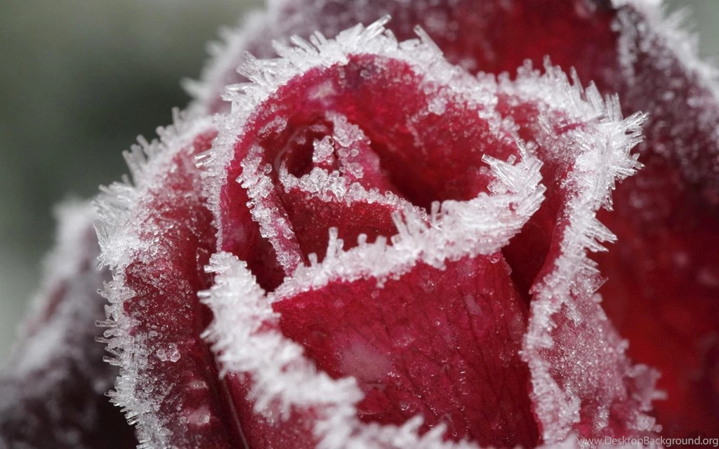 Best Red Rose Backgrounds Wallpapers