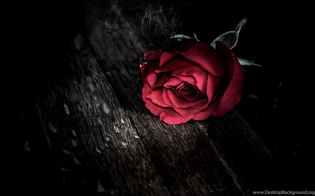 Red Flowers HD Desktop Wallpapers ~ Toptenpack.com
