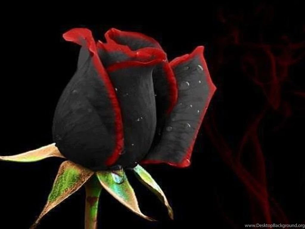 Black Rose Wallpapers HD Pictures