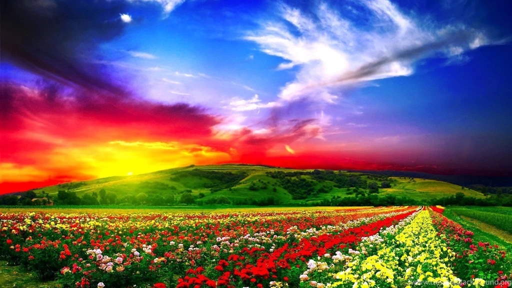 Download Wallpapers 1920x1080 Flowers, Field, Beautiful Full HD ...
